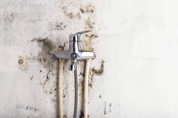 Best Emergency Mold Removal  in View Park Windsor Hills, CA