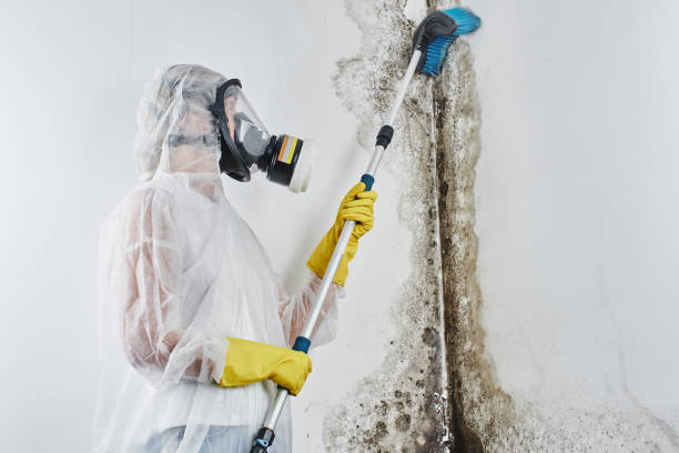 Certified Mold Removal in View Park Windsor Hills, CA