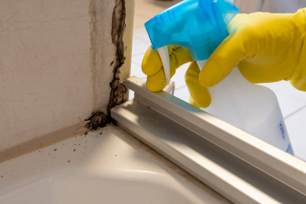 Best Certified Mold Removal  in View Park Windsor Hills, CA