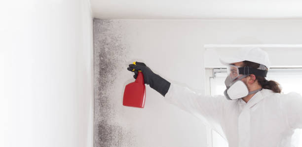 Best Office Mold Removal Services  in View Park Windsor Hills, CA